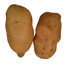 China professional supplier Organic Holland Sweet Potato Seeds from China